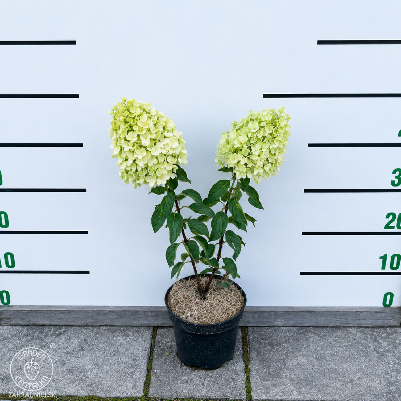 Obrázok Hortenzia metlinatá (Hydrangea paniculata) ´LIVING PINKY PROMISE´® by LIVING CREATIONS´® - výška 40-60 cm, kont. C2L